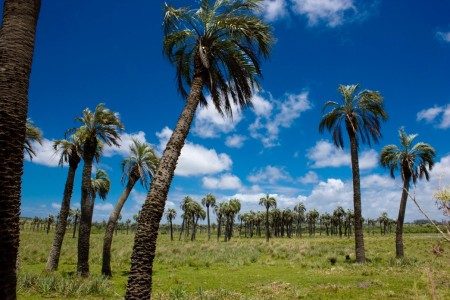 Palmares de butiá en Castillos
