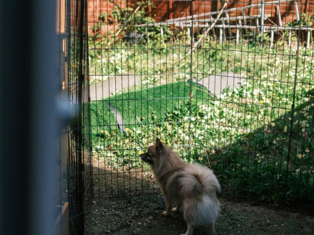 Perro en el jardín cercado (foto ilustrativa)