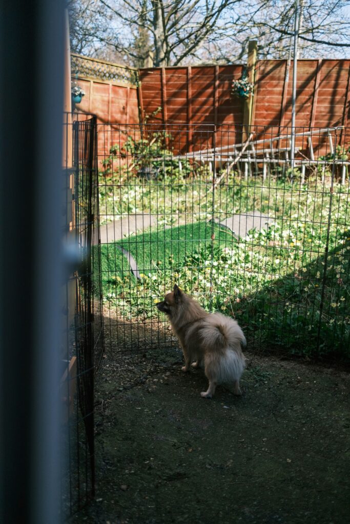 Perro en el jardín cercado (foto ilustrativa)